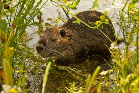 Animal pond wild