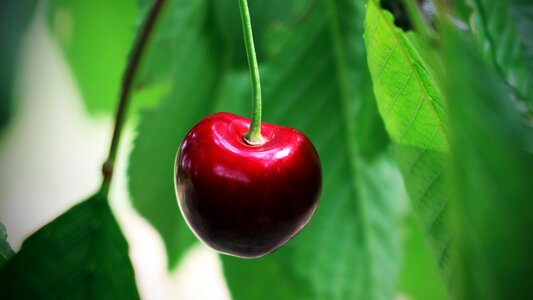 Summer fruit red