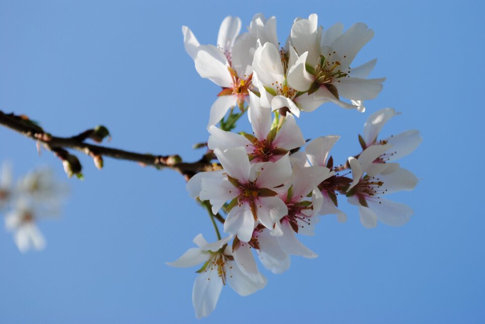 Branch spring flowers