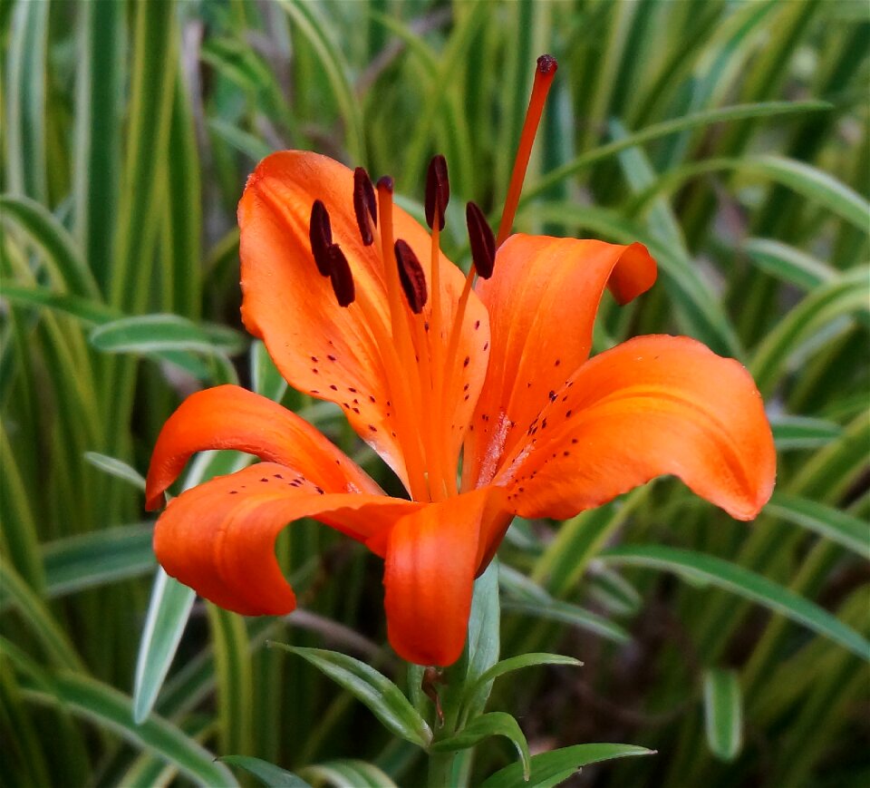 Orange flower plant