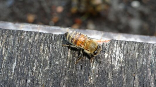 Bee tame non-hazardous