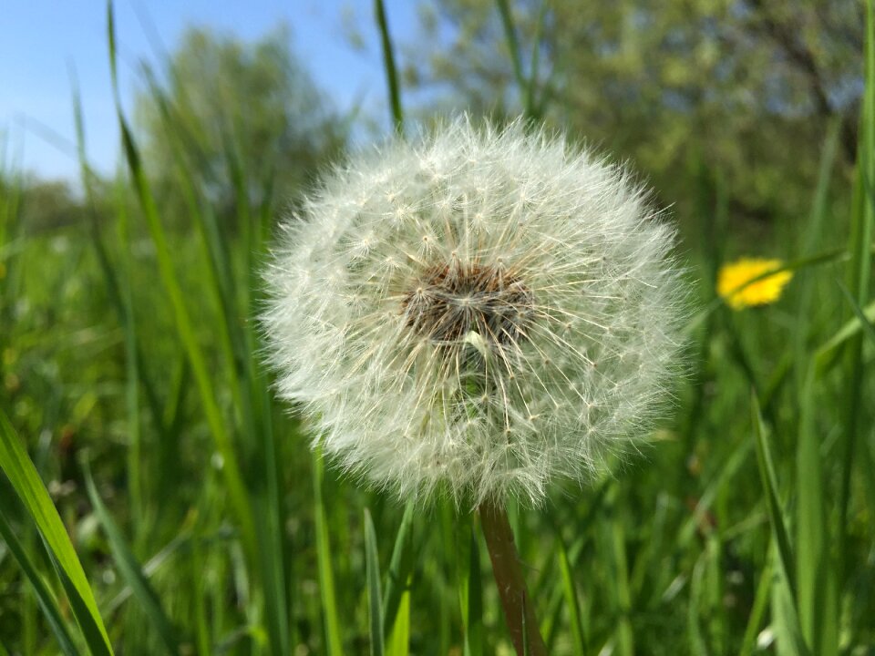 Dandelion close up Free photos