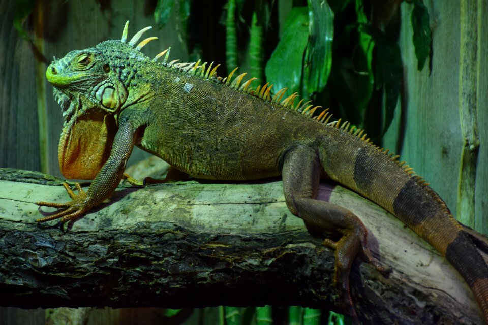 Green nature animal