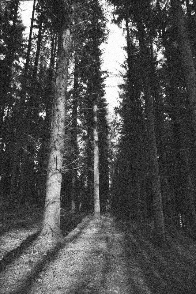 Nature forest wood