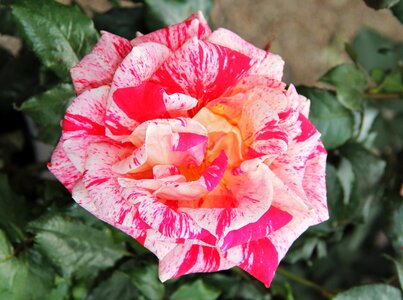 Color variety multi coloured flower