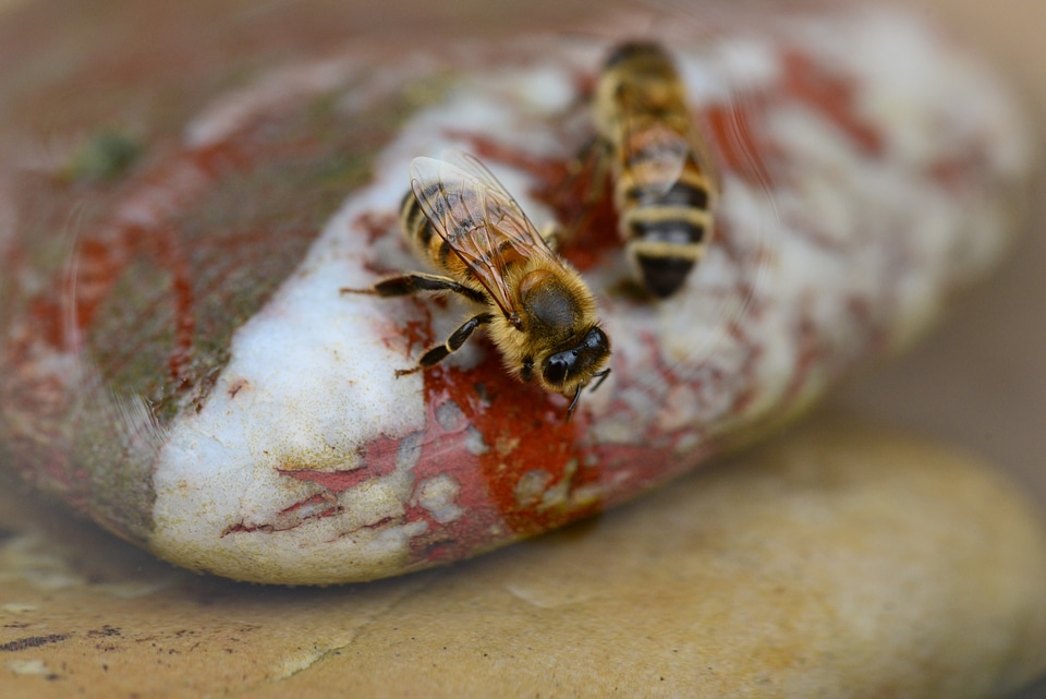 Buckfast insect stone