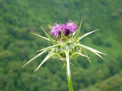 Purple thorns wild flower