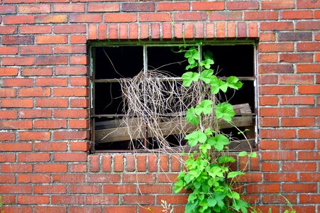 Wall grow to overgrown photo