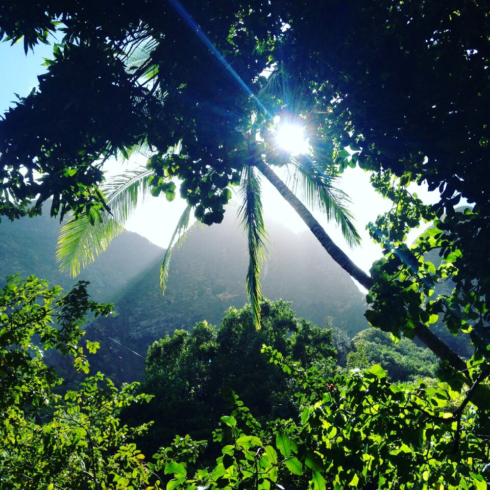 Forest maui