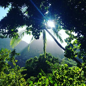 Forest maui