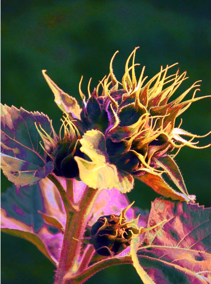 Sunflower bud flower
