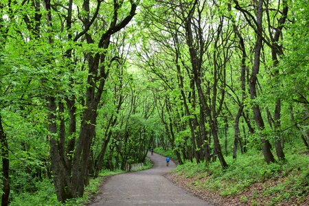 Nature stroll spring