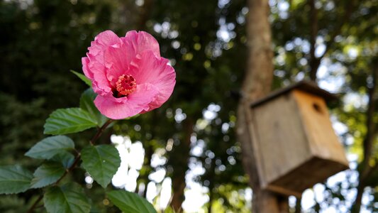 Rosa orchid charm