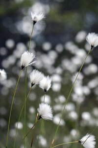 Inflorescence summer nature