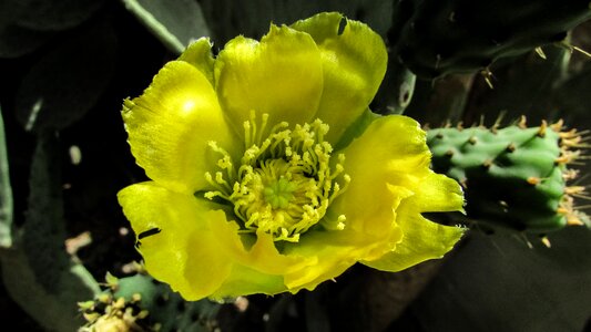 Cactus nature blossom