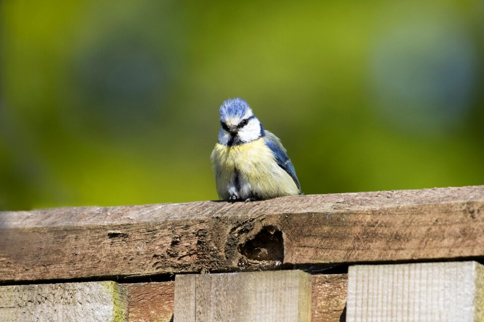Ornithology birdwatching