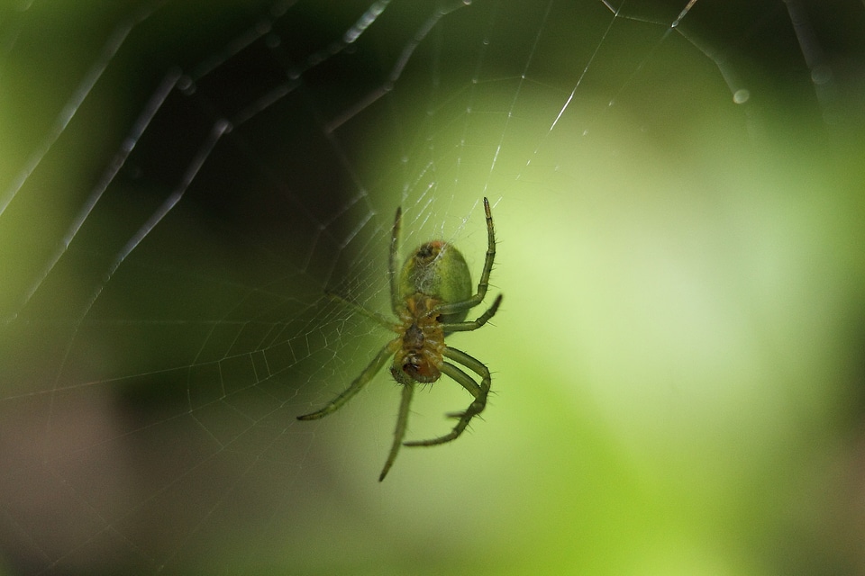 Cobweb insect animal