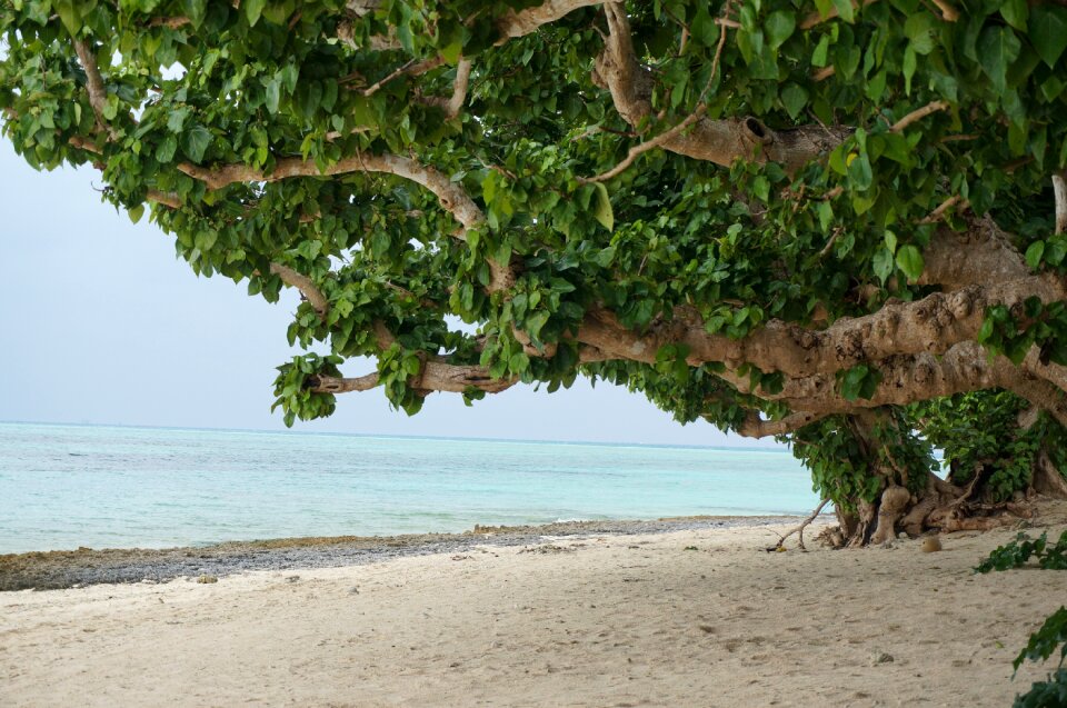 Okinawa prefecture windbreak trees sea