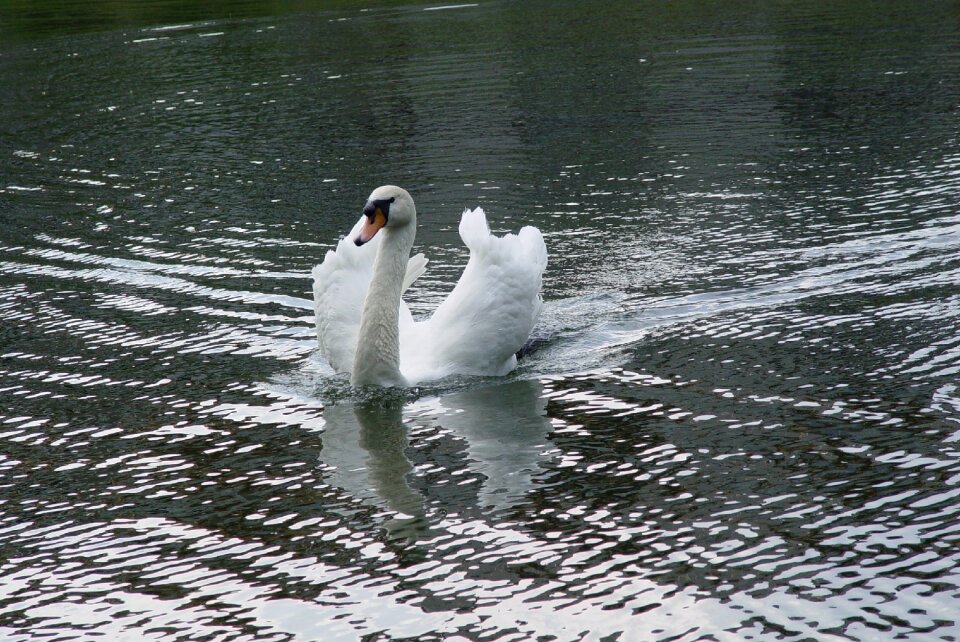 Park water pond