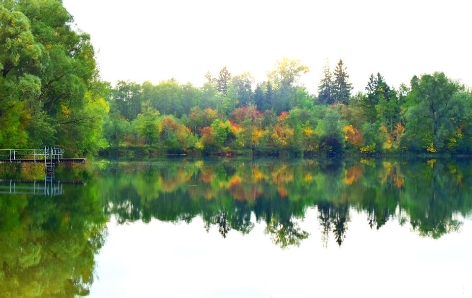 Bank mirroring tree