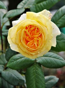Blossom bloom rose