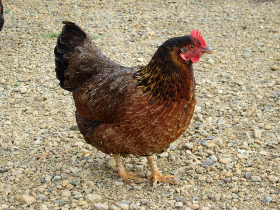 Poultry chicken the national bird