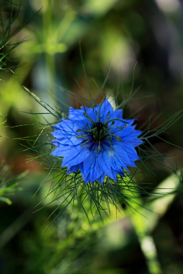 Blue flower bokeh blue