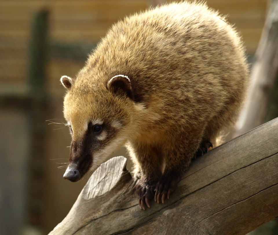 Animal creature nasua