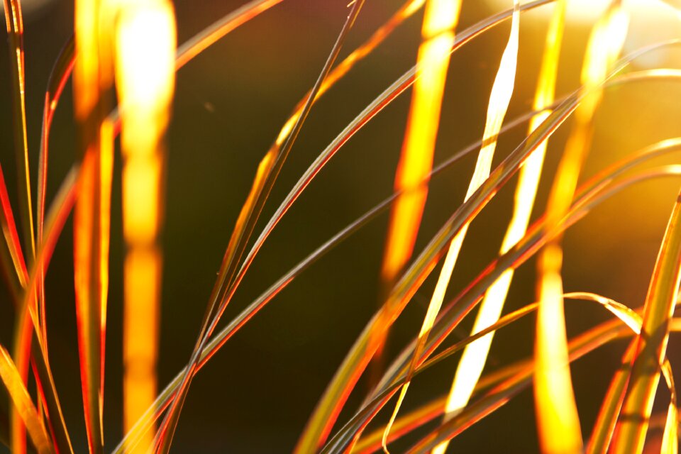 Sunlight sunset background