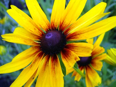 Yellow blossom echinacea