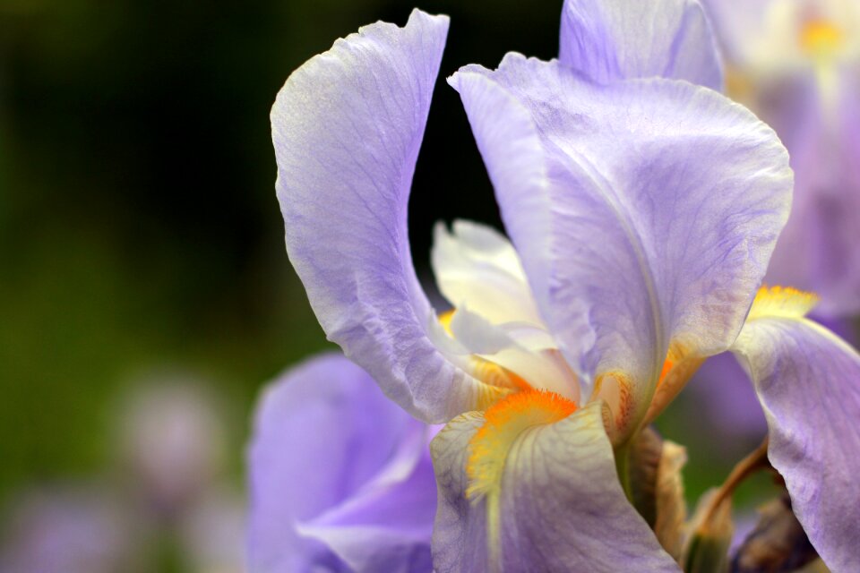 Flower garden park