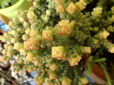 Plants nature fractal