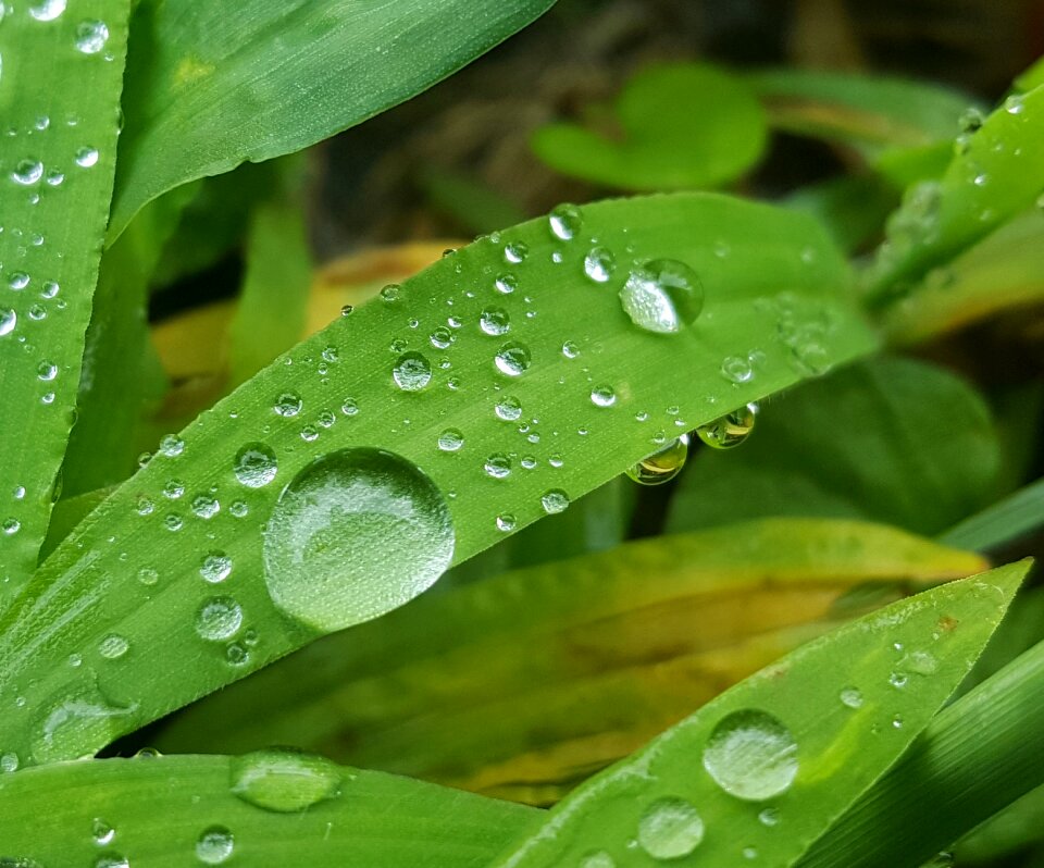 Droplets beads beading photo