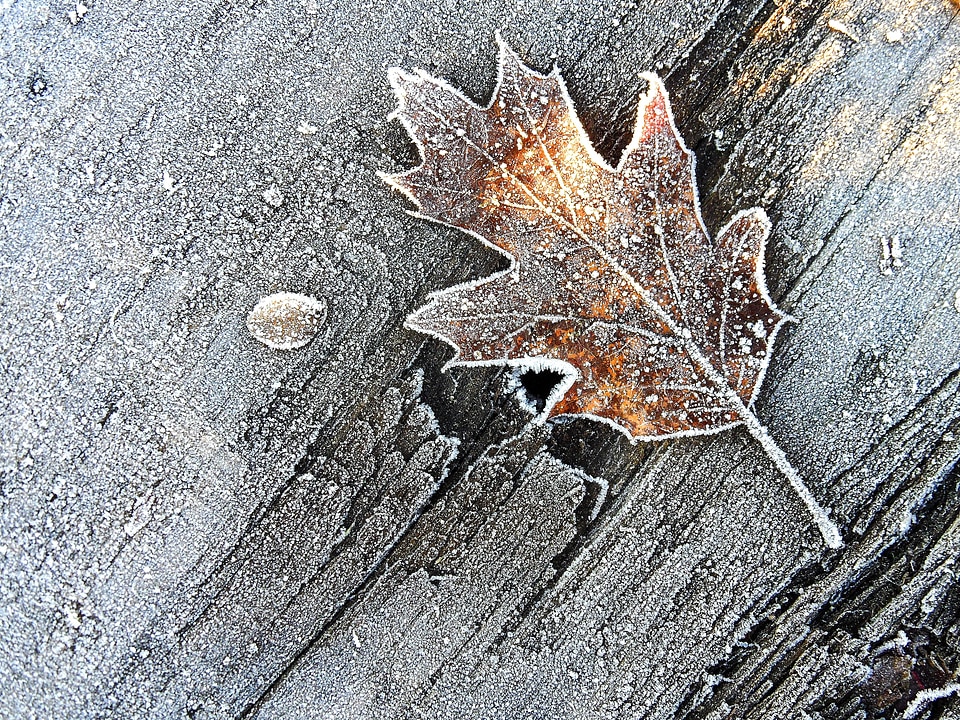 Frost wood brown leaf