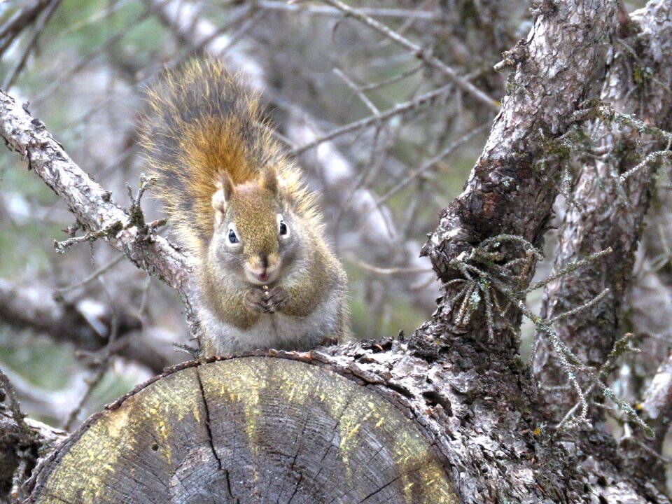 Nature wildlife wild
