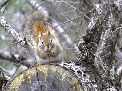 Nature wildlife wild