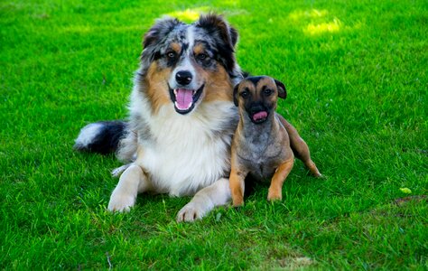 Pet animal dog