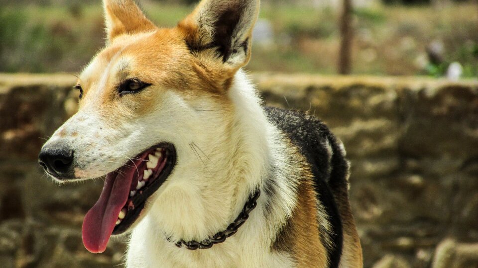 Curious cute dog tongue photo