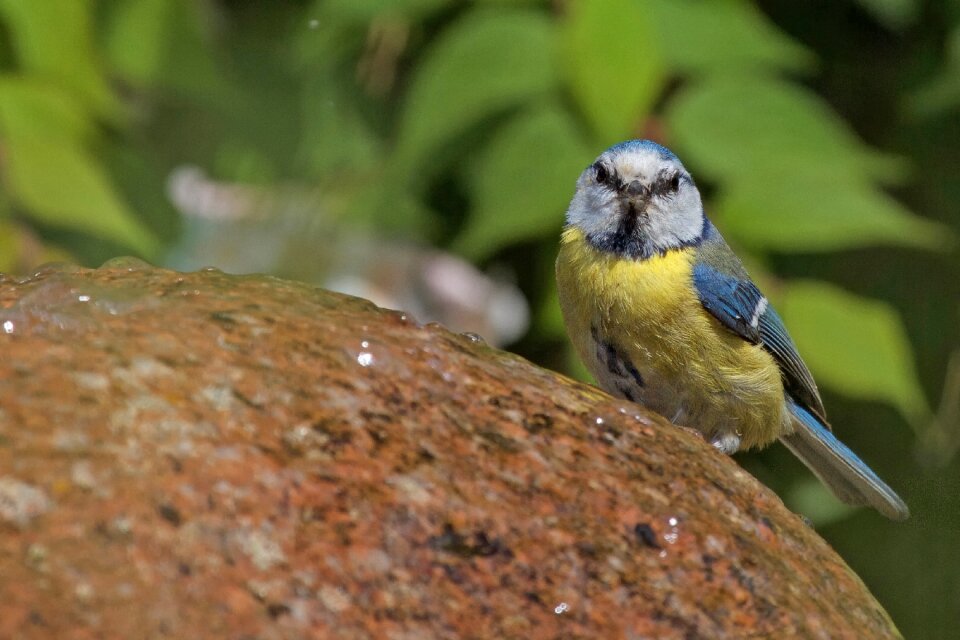 Cyanistes caeruleus bird stone
