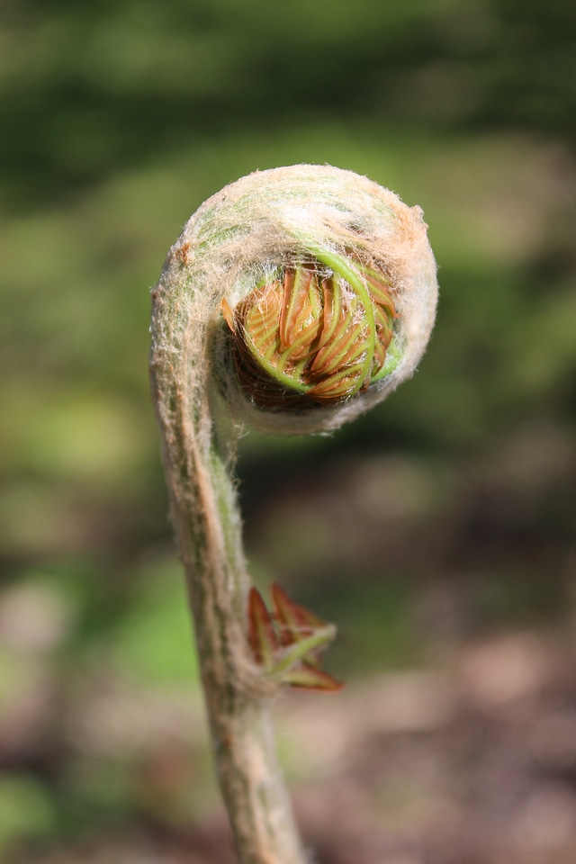 Vessel sporenpflanze plant nature