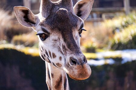 Neck animal wild animal