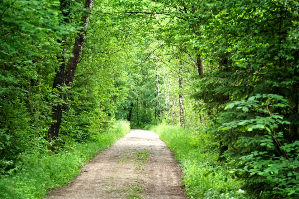 Trees forest path trail
