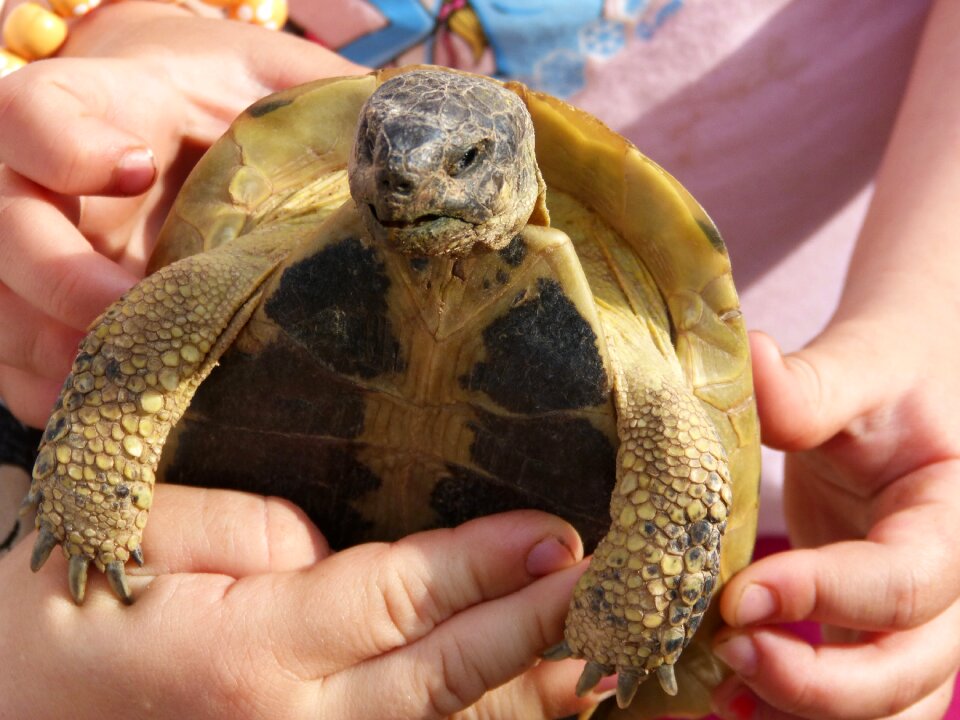 Nature wild life priorat