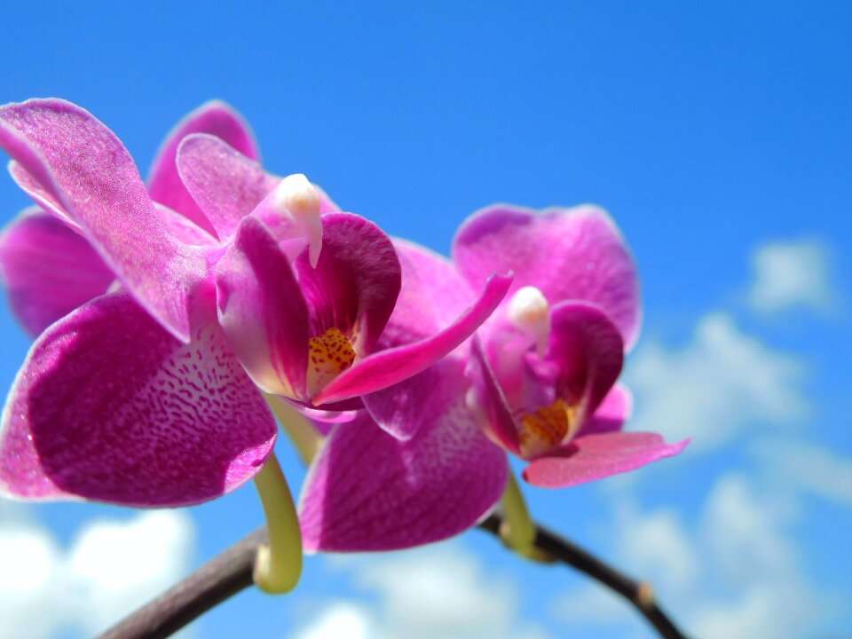 Natural tropical