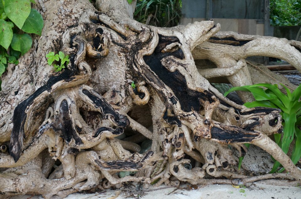 Okinawa prefecture star sand wood