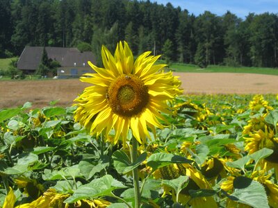 Sun sunflower excel