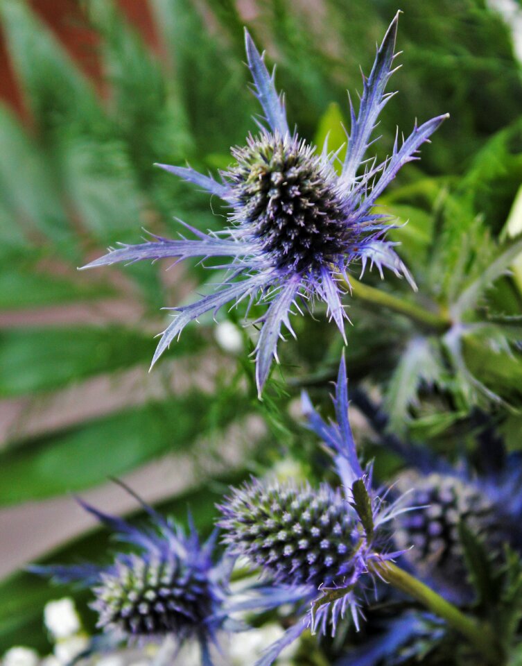 Flora plant thistle