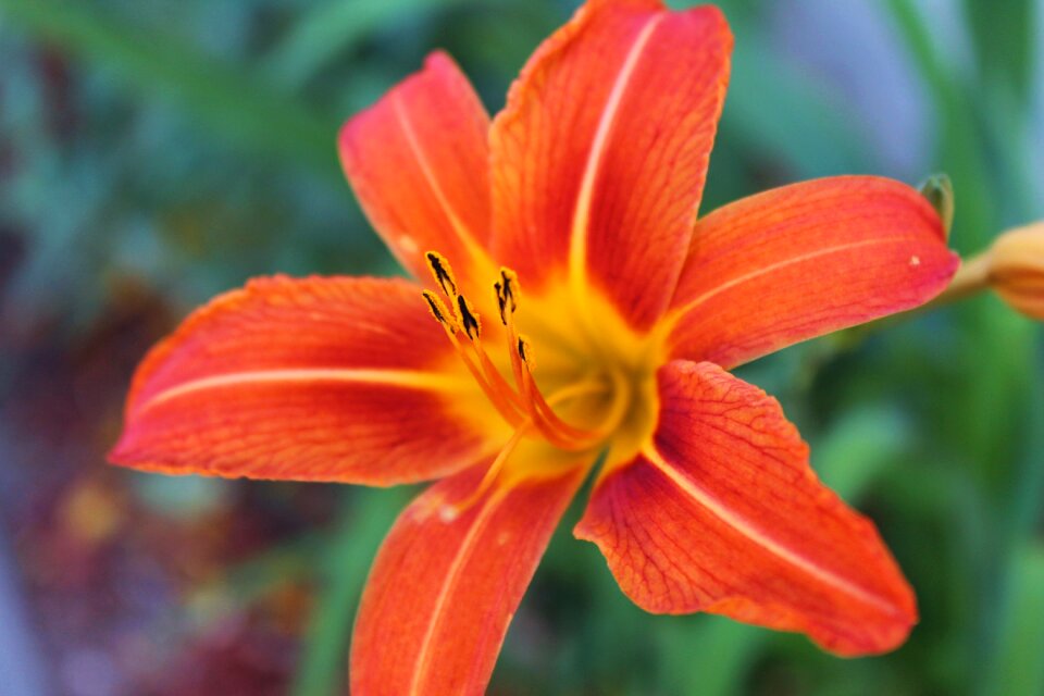 Garden spring flower blossom