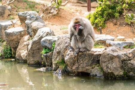 Monkey kyoto wild photo