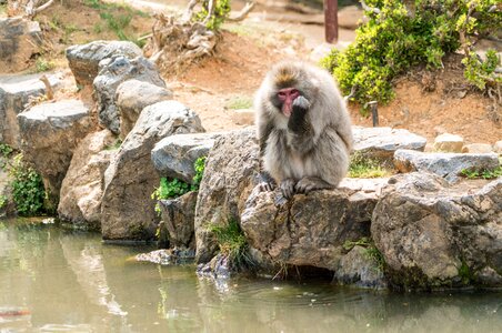 Monkey kyoto wild